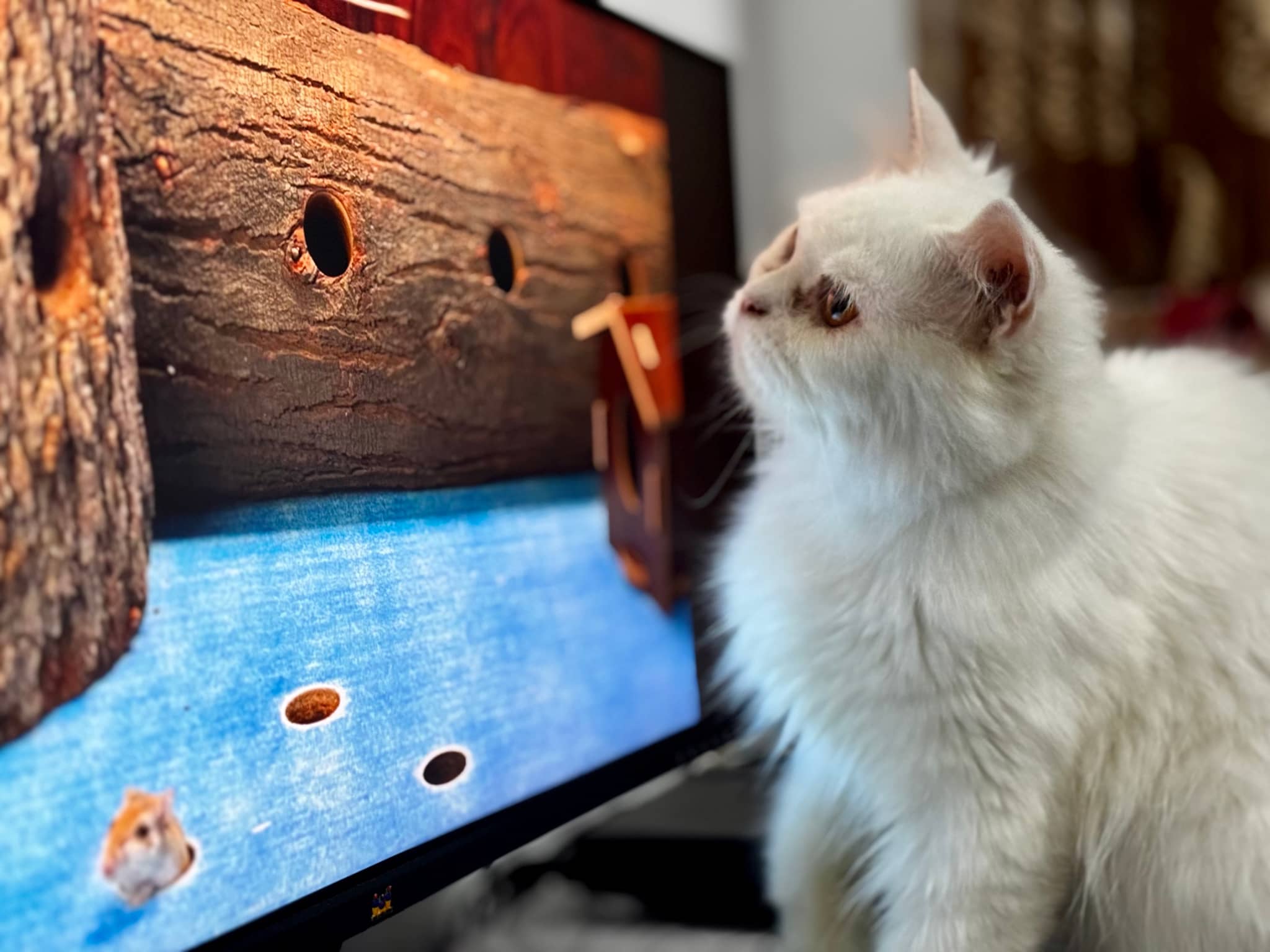 The image shows a white cat sitting in front of a television screen, which displays what appears to be an animal, possibly a cat or a bird. The cat seems to be attentively watching the TV screen, with its eyes focused on it. In the background, there's a wooden frame that might be part of a construction project, suggesting a DIY or home improvement context.