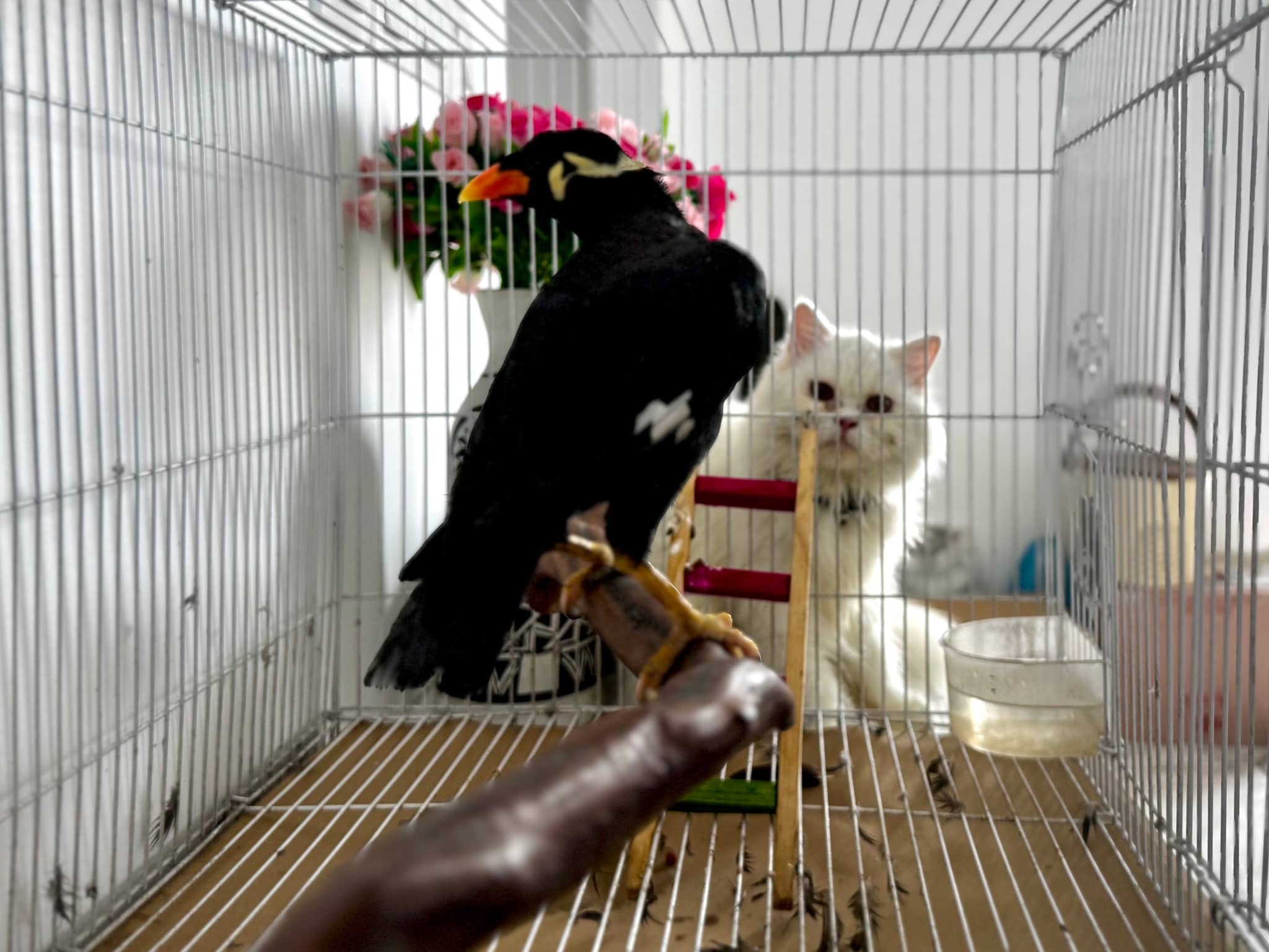 The image depicts an indoor setting, most likely a pet carrier with a glass enclosure, containing a variety of birds and a cat. On the right side of the cage, there's a black crow perched on a platform. The bird appears calm and is looking directly at the camera. Next to it is a white and brown cat, which seems curious about its avian companion. In the middle of the cage, there's a plastic food dish. On the left side of the enclosure, there's a pink flower, adding a touch of color to the scene. The background of the image is nondescript and does not provide any additional context.