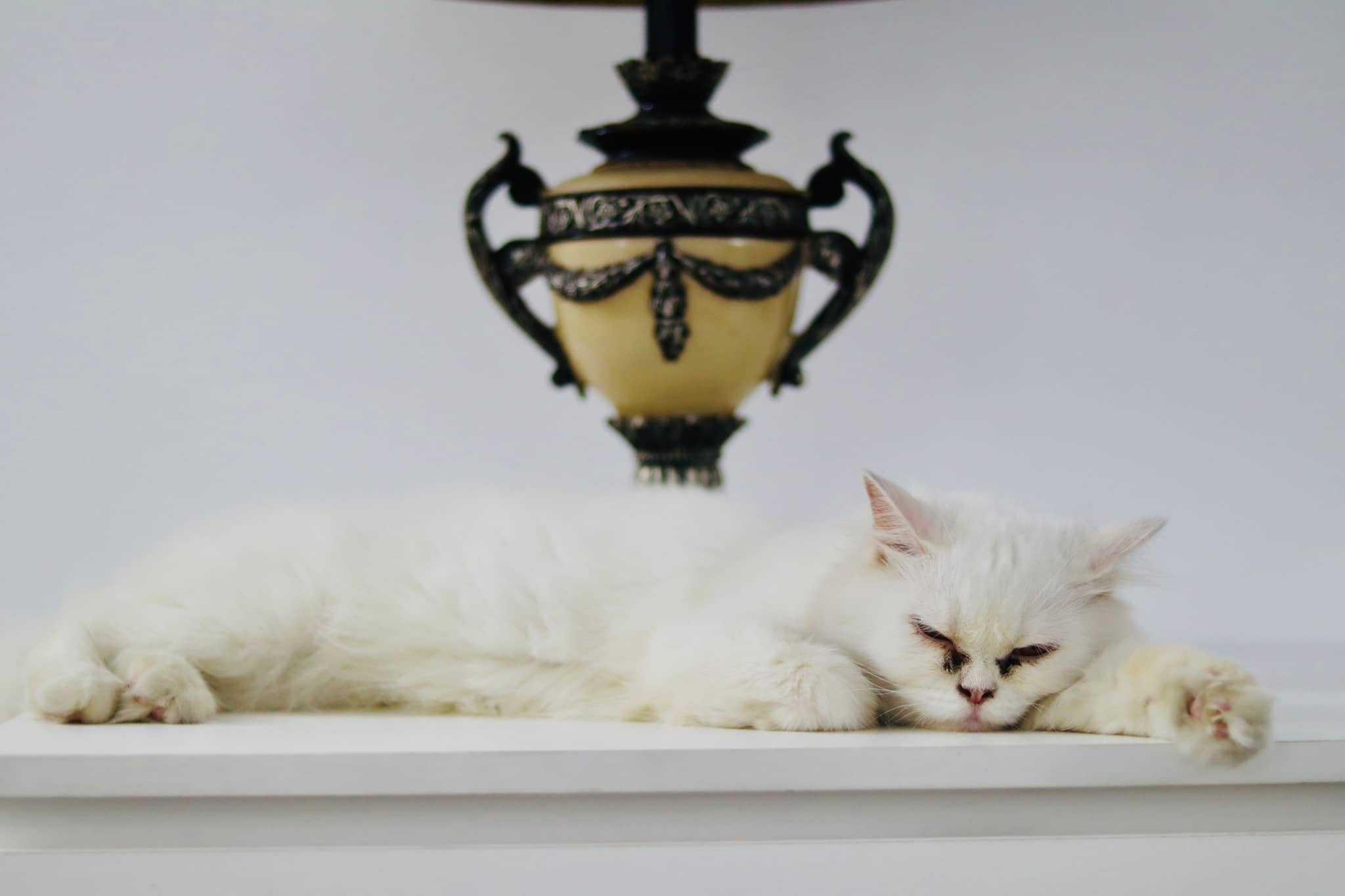 The image depicts two cats lying on a surface, possibly a table or shelf. They appear to be resting or sleeping. There's an intricately designed light fixture with a black frame above them, and the backdrop seems to be a plain wall or panel.