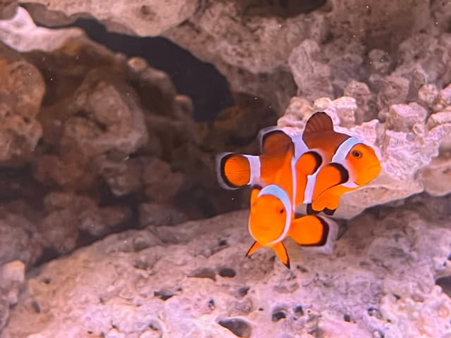 The image features a vibrant clownfish with distinctive orange and white stripes, swimming among rocks that form part of an underwater coral reef. The fish has a round body with two vertical fins on its back and a dorsal fin, and it displays a colorful pattern typical of clownfish species. The environment around the fish is rich in textures and colors, suggesting a natural habitat for such marine life.