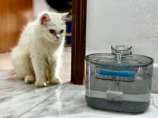 The image displays a cute scene featuring two cats. On the left, there's an orange tabby cat standing on its hind legs, looking at the camera with curiosity. It has distinctive orange fur and dark eyes. Next to it, on the right side of the frame, is a white and gray long-haired cat sitting calmly next to a clear fish tank containing water. The tank sits on a surface that looks like marble or granite. The cats are indoors, and their positions suggest they are in a domestic setting. There's no text present in the image.