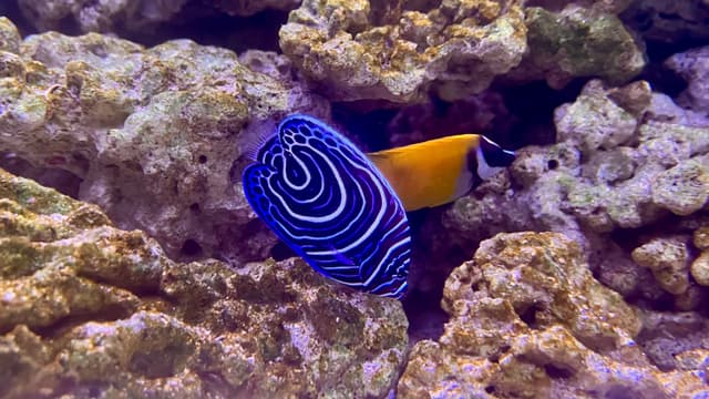 The image shows an aquatic scene featuring a vibrant angelfish with a distinct blue and black pattern near its tail, swimming among coral-like formations against a backdrop of sandy ocean floor.