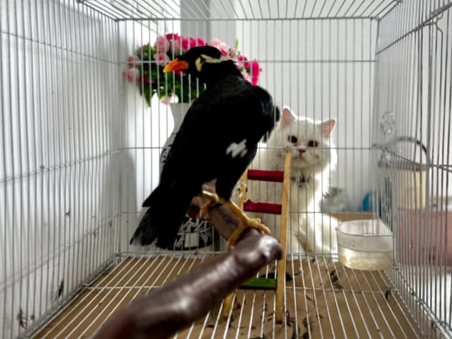 The image depicts an indoor setting, most likely a pet carrier with a glass enclosure, containing a variety of birds and a cat. On the right side of the cage, there's a black crow perched on a platform. The bird appears calm and is looking directly at the camera. Next to it is a white and brown cat, which seems curious about its avian companion. In the middle of the cage, there's a plastic food dish. On the left side of the enclosure, there's a pink flower, adding a touch of color to the scene. The background of the image is nondescript and does not provide any additional context.