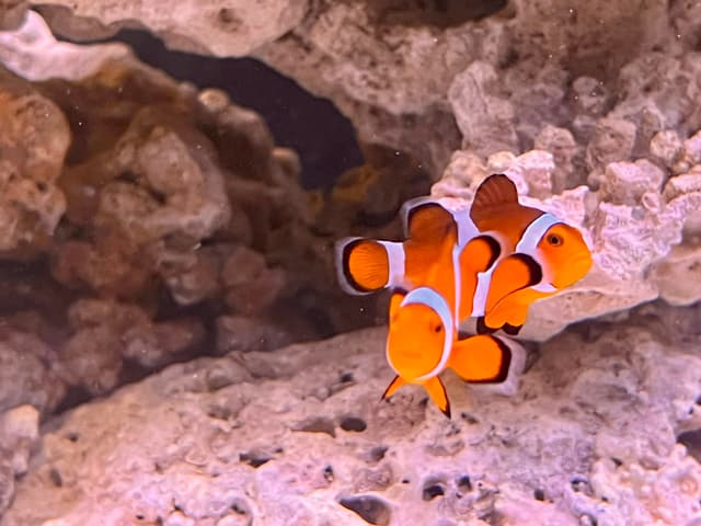 The image features two clownfish with orange bodies and white stripes swimming near each other. They are in an aquarium setting, surrounded by coral formations and rocks, suggesting an underwater scene typical of a tropical reef habitat.