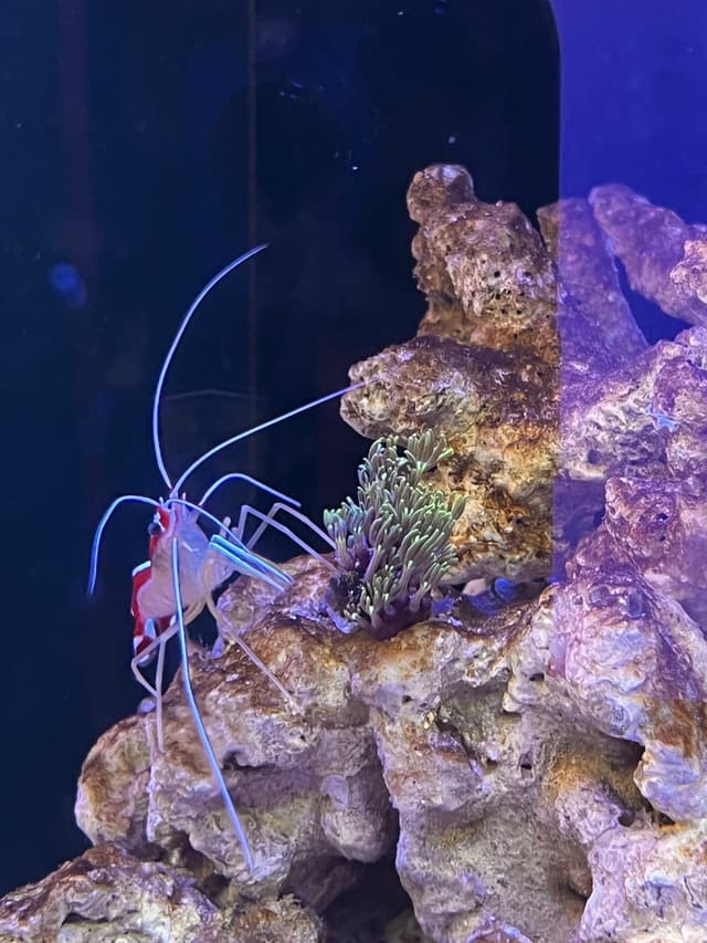 The image shows an underwater scene with a red coral reef structure. On the right side, there's a close-up view of a small fish, possibly a type of clownfish, swimming near the coral with a vibrant orange and white coloration. In the background, more complex coral formations can be seen, with hints of purple and blue hues that suggest the depth and richness of the marine ecosystem. The foreground also shows some form of algae or microorganisms within the water column, contributing to the overall aquatic ambiance.