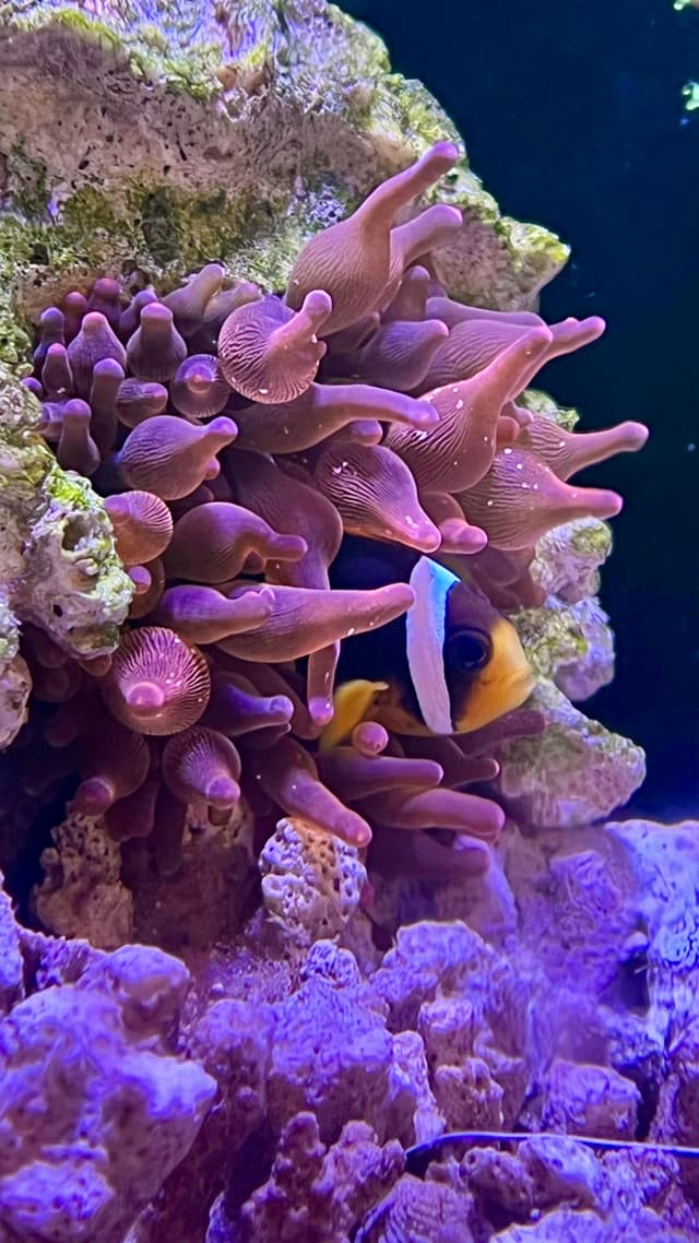 The image captures a vibrant underwater scene. It features a coral reef teeming with life. The coral itself displays an array of colors, including pink, purple, and orange hues. Among the corals, there's a large clownfish perched on one of the branches, adding to the biodiversity of the scene. A small school of fish can be spotted in the background, possibly drawn by the food source provided by the coral. The image is rich in detail and vivid in color, providing a glimpse into the beauty of marine ecosystems.