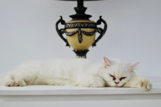 The image depicts two cats lying on a surface, possibly a table or shelf. They appear to be resting or sleeping. There's an intricately designed light fixture with a black frame above them, and the backdrop seems to be a plain wall or panel.