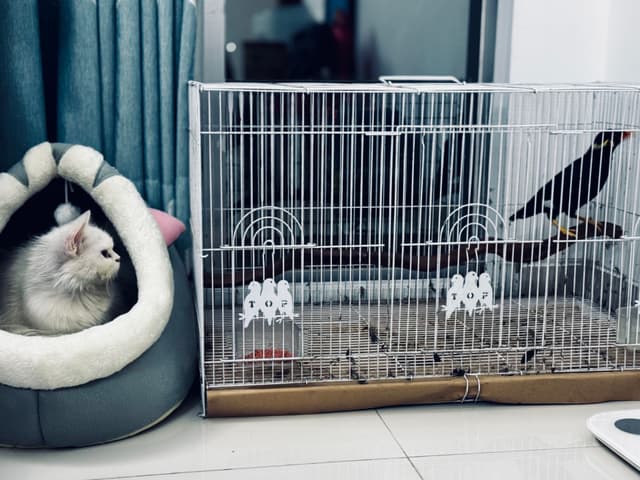 The image depicts an indoor scene featuring a pet bird and a small cat. The bird is in a cage with a perch, while the cat sits atop a cat house with a peek-a-boo window. There are two birds outside the cage; one is on a perch and the other is sitting on the floor of the room. The background includes a wall-mounted shelf with items that suggest a household environment.