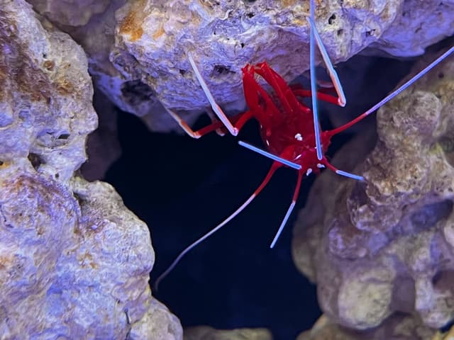 The image displays an underwater scene featuring a vibrant coral reef. There are various structures that make up the coral, including branches and possibly small polyps that form the base of the reef. Amidst this colorful ecosystem, there's a large red crab with white antennae peeking out from between two rocks. The crab has a prominent appearance due to its size and bright color. In the background, some coral pieces can be seen, suggesting a diverse coral species within this reef. The overall image provides a glimpse into an underwater environment where marine life thrives.