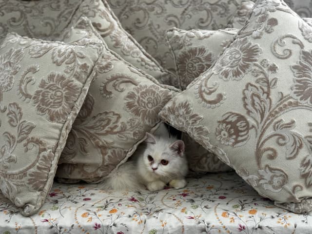 The image depicts a cozy indoor setting with large patterned pillows piled up, and a small kitten peeking out from between them. The kitten appears to be in a playful mood or hiding.
