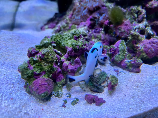 The image depicts an aquatic scene with a colorful coral reef in the foreground. A small, striped fish with black and white markings is swimming among the vibrant coral. The coral itself has various hues of pink, green, and purple. There are also other underwater creatures, including what appears to be a shellfish with a spiral pattern, possibly an octopus, in the top left corner of the image. The overall scene suggests a rich and diverse marine ecosystem.