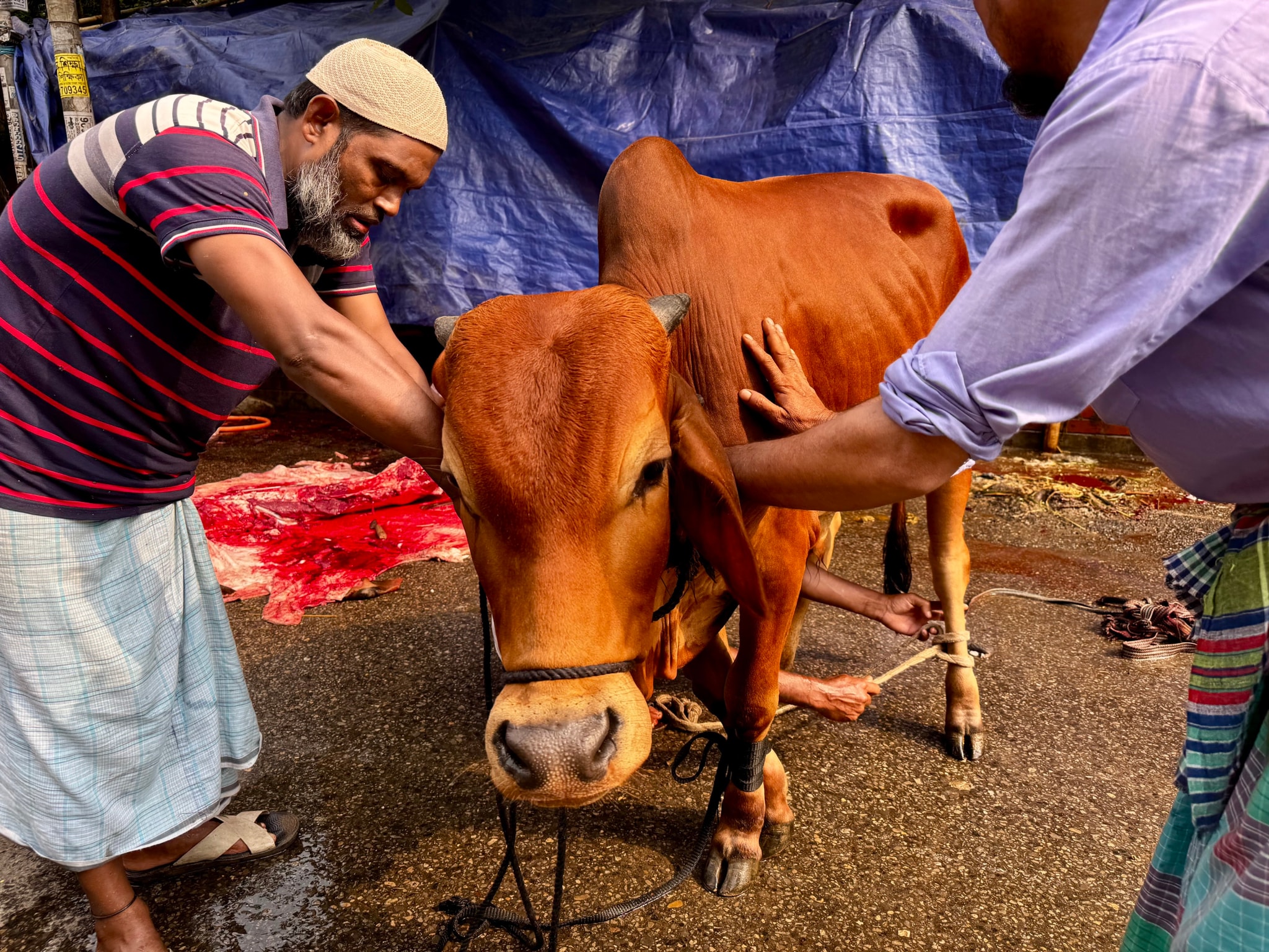 The image depicts a scene where an individual, possibly a veterinarian or livestock caretaker, is tending to a cow. The cow appears to be in a stall, with its head restrained for examination or treatment. In the background, other people are present, and the setting looks like an outdoor enclosure or pen. There is a table with what seems to be equipment related to veterinary care or livestock management. The scene suggests a rural or semi-urban environment focused on animal healthcare or husbandry.