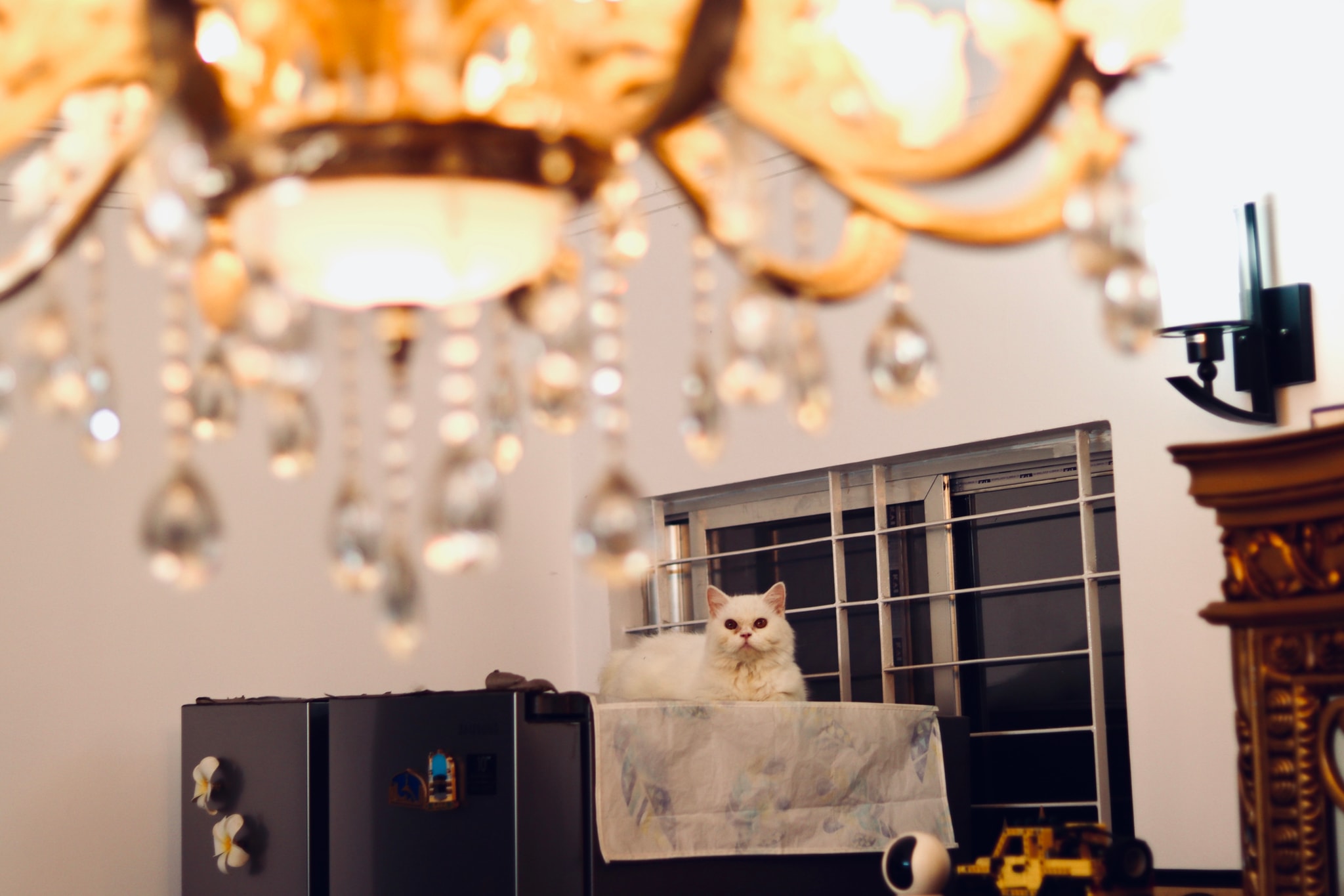 The image depicts an indoor setting with a chandelier hanging from a ceiling. In front of the chandelier, there's a cat sitting on a surface that appears to be a table. A window with blinds can be seen in the background to the right, partially obscuring the view outside. The overall decor suggests a formal or semi-formal living space, possibly a parlor or a dining area.