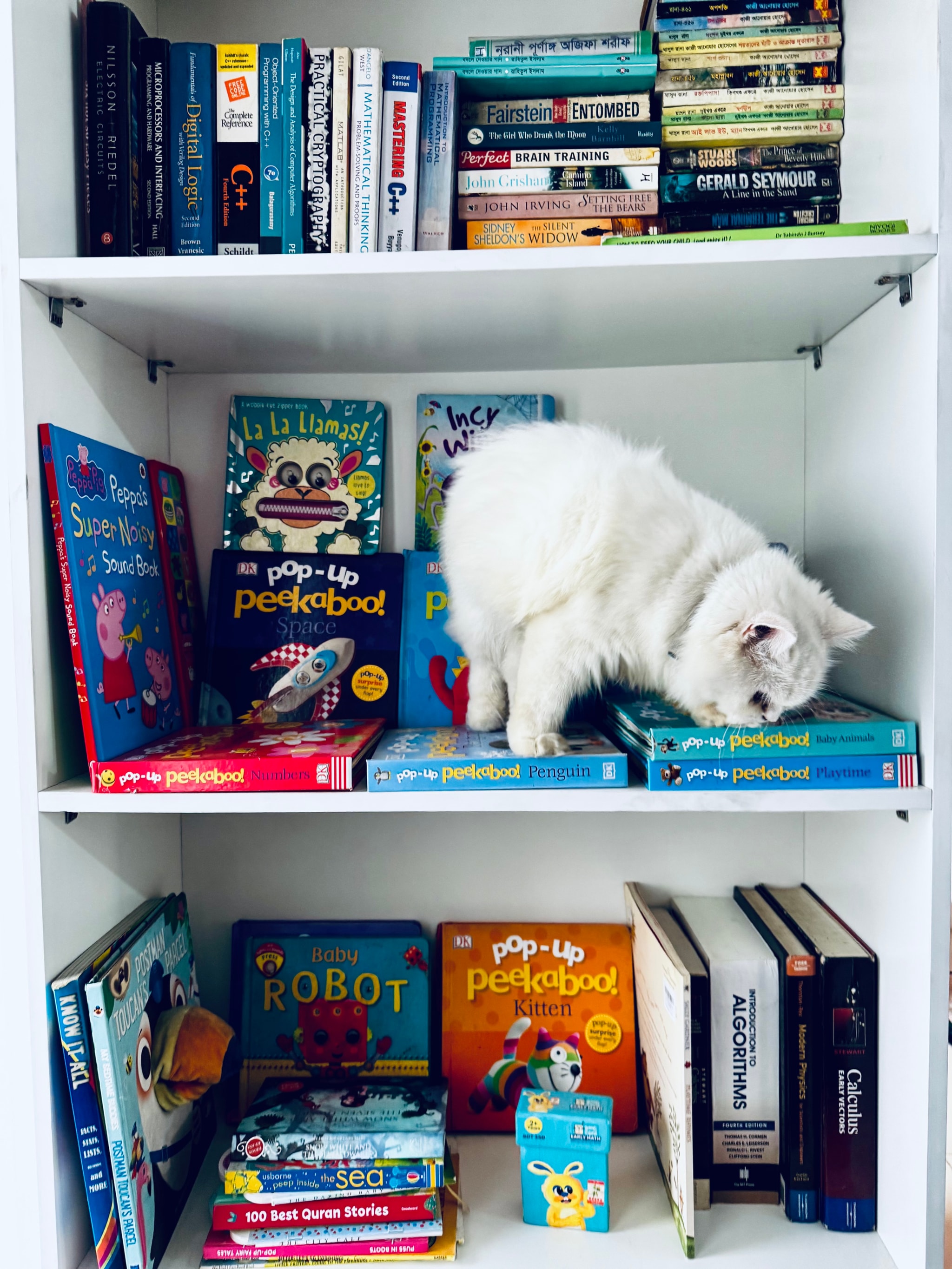 The image depicts a bookshelf packed with an assortment of items, including books, DVDs, and various knick-knacks. A white cat is perched on top of the shelf, looking over the edge towards the camera. The items on the shelf suggest it could be a child's room or a space dedicated to leisurely reading and watching movies.
