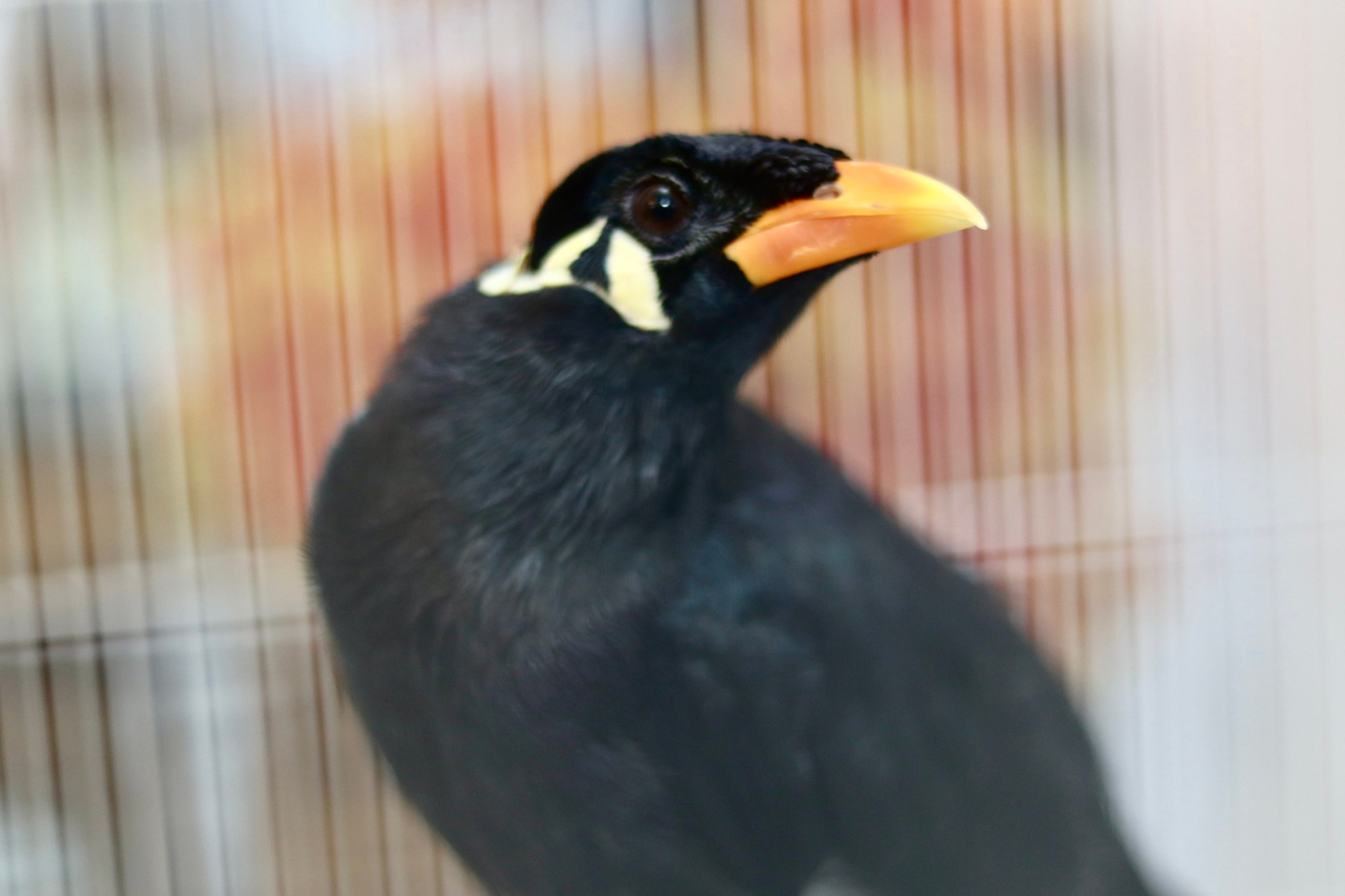 The image is in portrait orientation and features a black bird with a yellow throat sitting on a perch. The bird's head is turned to its right, and it appears to be looking directly at the camera. The background is blurred but suggests an outdoor setting with natural lighting.