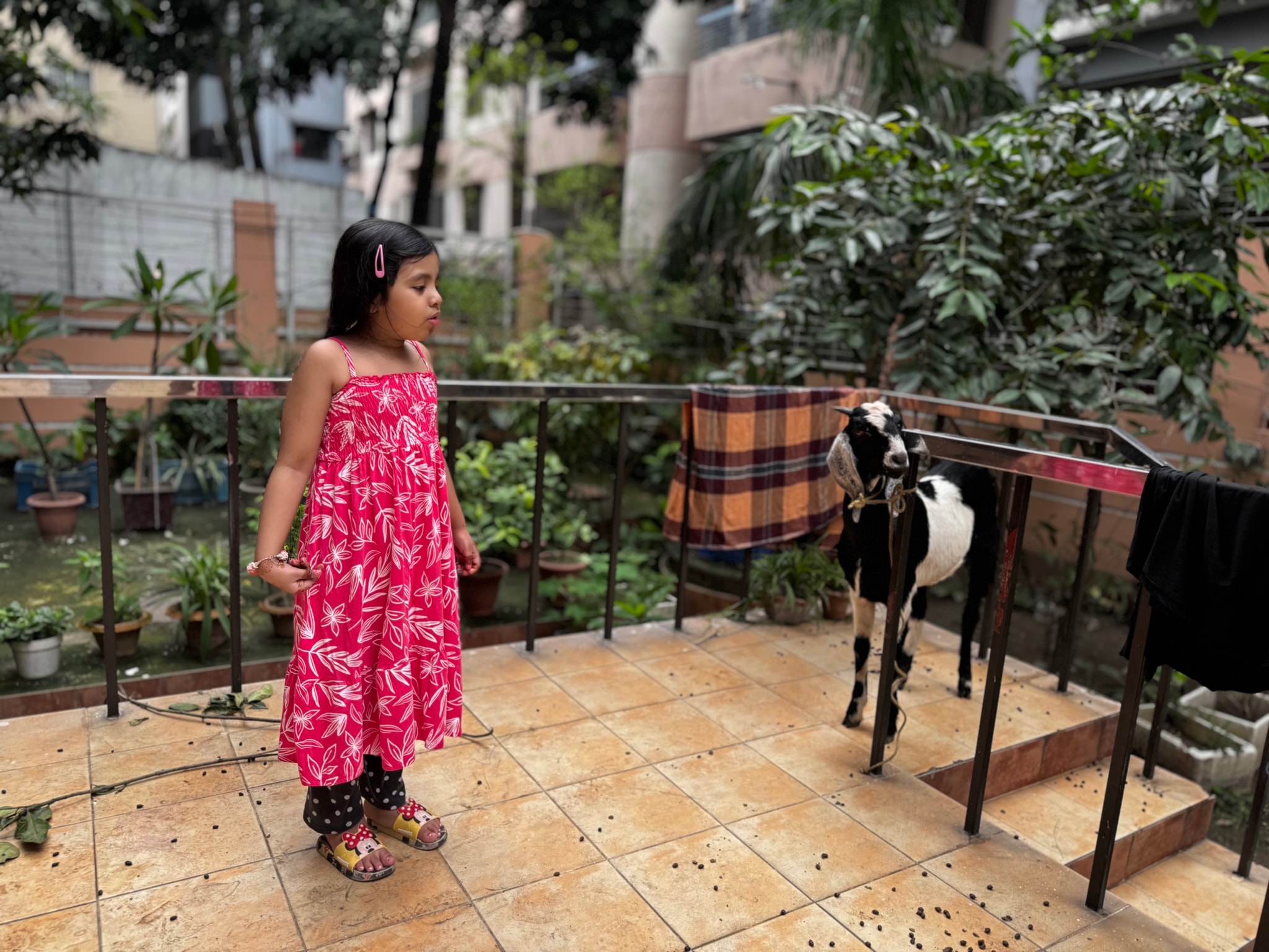 The image depicts a young girl standing on a balcony. She is wearing a pink dress and holding what appears to be an object in her right hand, although the exact nature of the object isn't clear. To her left, there is a small black goat with white markings on its face and chest, also standing on the balcony. The girl is looking towards the camera while the goat seems to be observing something off-camera. They are on an outdoor balcony which has some potted plants nearby. The balcony itself appears to be a part of a residential building with visible windows and other typical architectural elements.