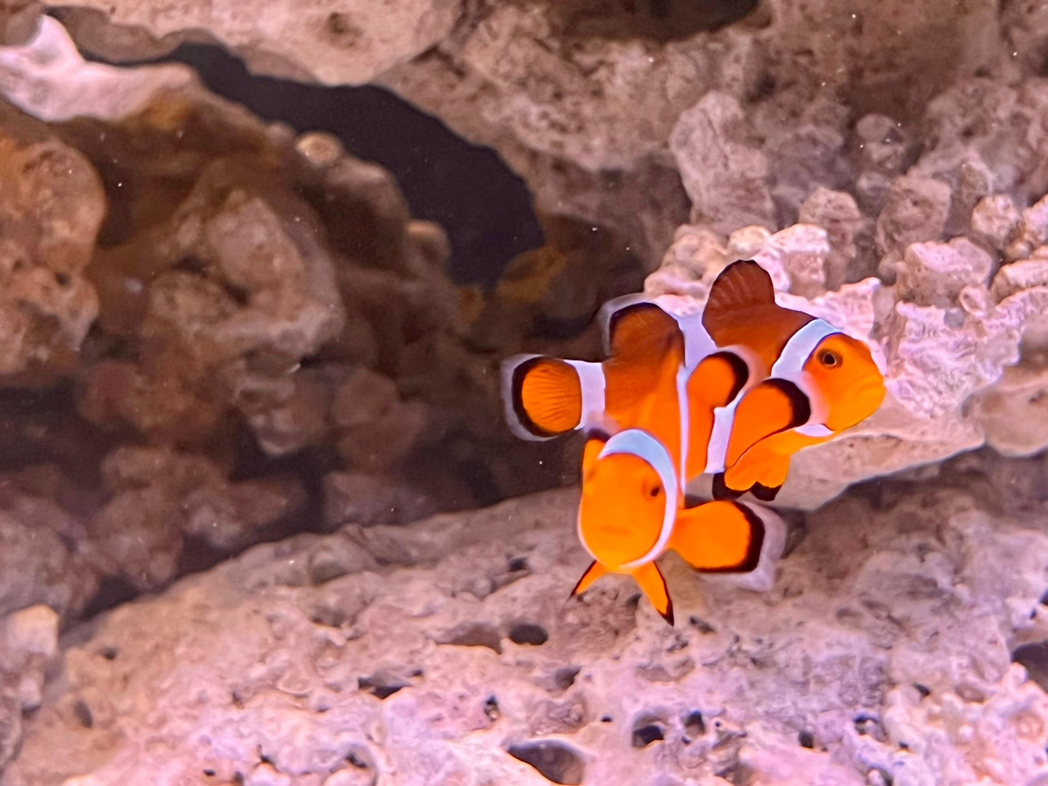 The image features two clownfish with orange bodies and white stripes swimming near each other. They are in an aquarium setting, surrounded by coral formations and rocks, suggesting an underwater scene typical of a tropical reef habitat.