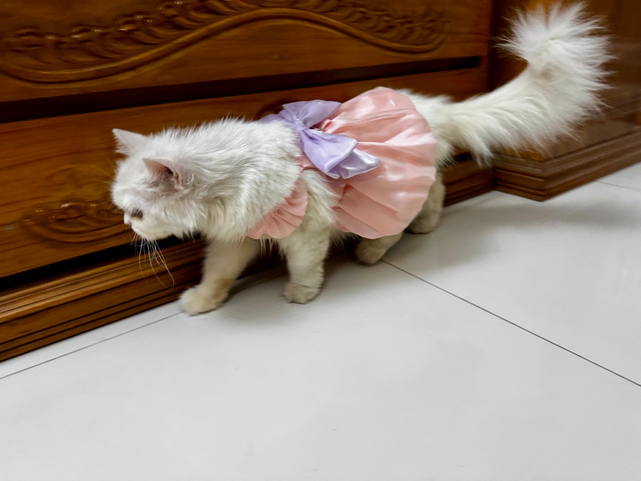 The image shows a white cat with a purple bow on its neck standing on a wooden floor. The cat appears to be looking down at something off-camera, and it has long fur. The cat's posture suggests curiosity or interest in an unseen object or event. The photo captures the cat from two different perspectives, giving viewers a sense of the cat's position and orientation.