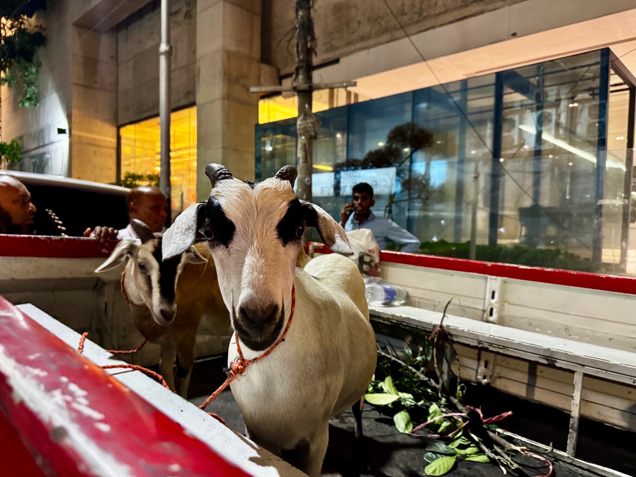 The image depicts two goats inside a vehicle, which appears to be an enclosed truck with metal bars. One goat has white and brown fur with black ears and eyes, while the other has a more solid white color with darker ears and eyes. They are being transported along with other items that are not clearly visible. The background suggests an outdoor setting with a structure or fence in the distance, possibly indicating a location where the goats are being taken to or from, such as a market or event. There is no text present in the image.