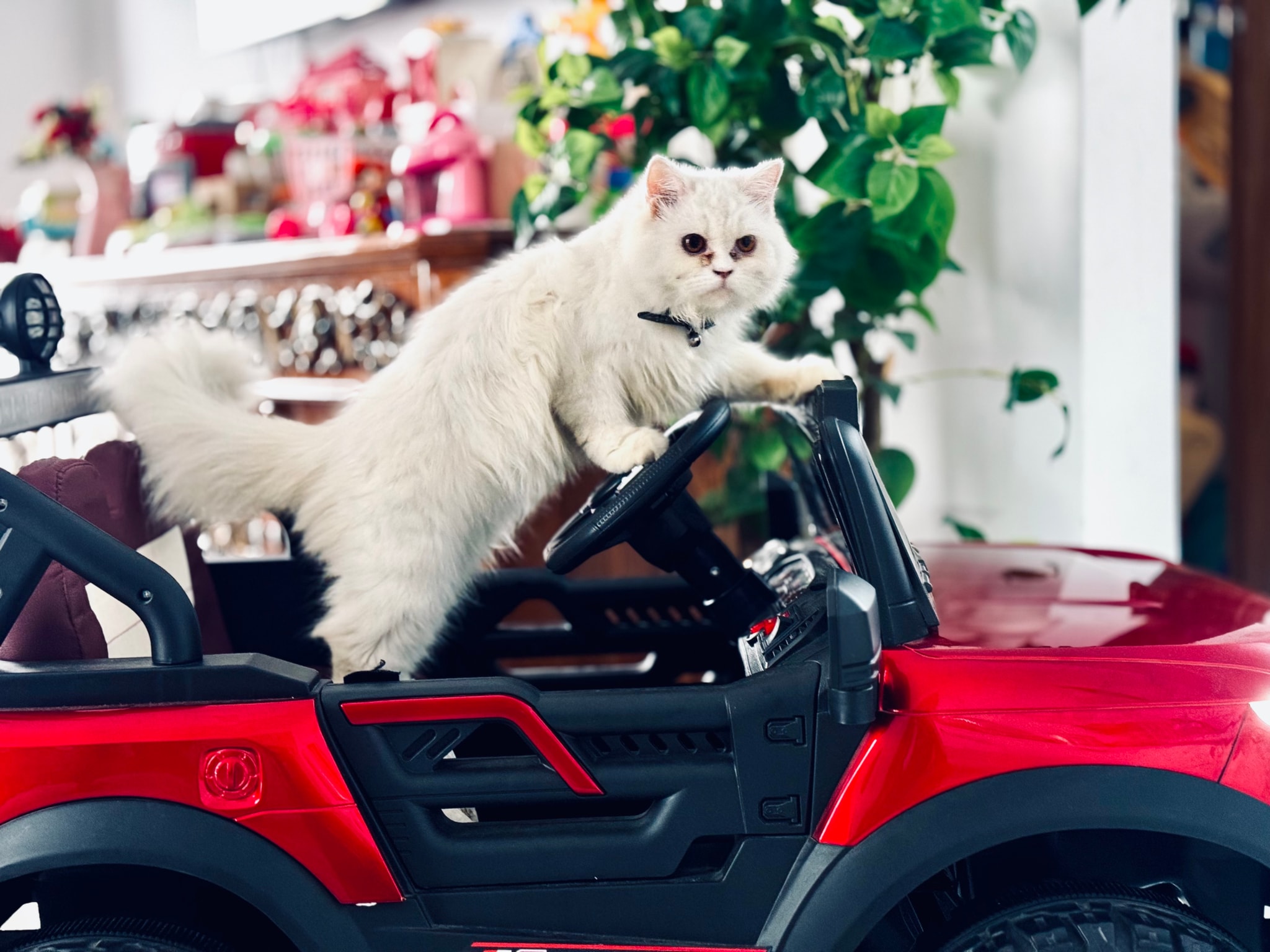 The image depicts a white cat sitting in the driver's seat of a red all-terrain vehicle (ATV). The ATV is parked indoors and appears to be on display, possibly at an event. In the background, there are decorative elements that suggest a festive or celebratory atmosphere. The scene has a whimsical and humorous tone due to the cat's unexpected placement in such a vehicle.