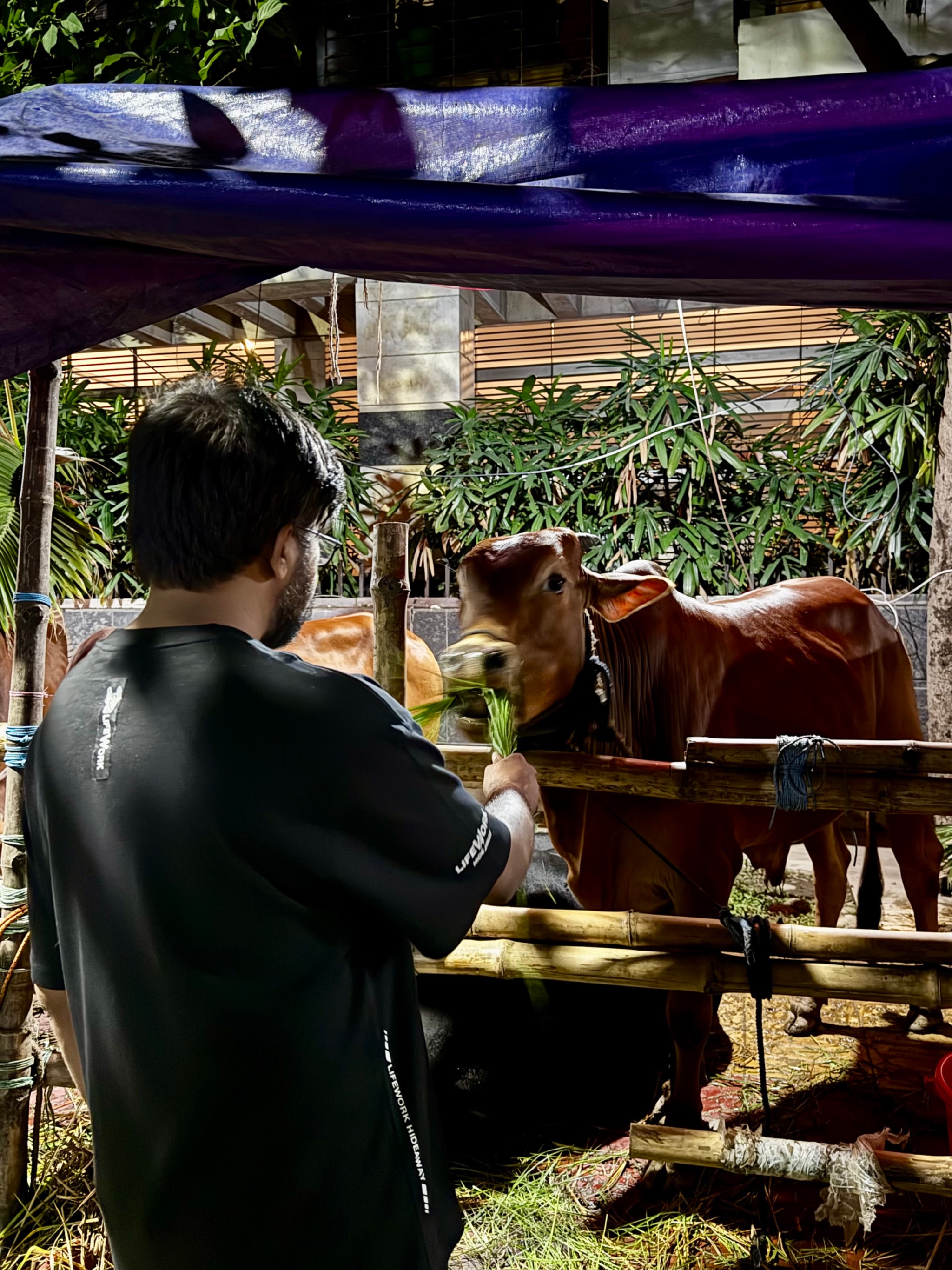 In the image, a man dressed in casual attire is standing in front of a cow. He is positioned on the left side of the frame and appears to be looking at something not visible in the photo. The cow is brown with white spots and is enclosed within what seems to be an outdoor pen. There are multiple tents pitched in the background, suggesting that this scene might be taking place during an event or gathering. The environment looks like it could be a rural area or a farm setting. The man's posture and gaze give the impression of him observing something intently.