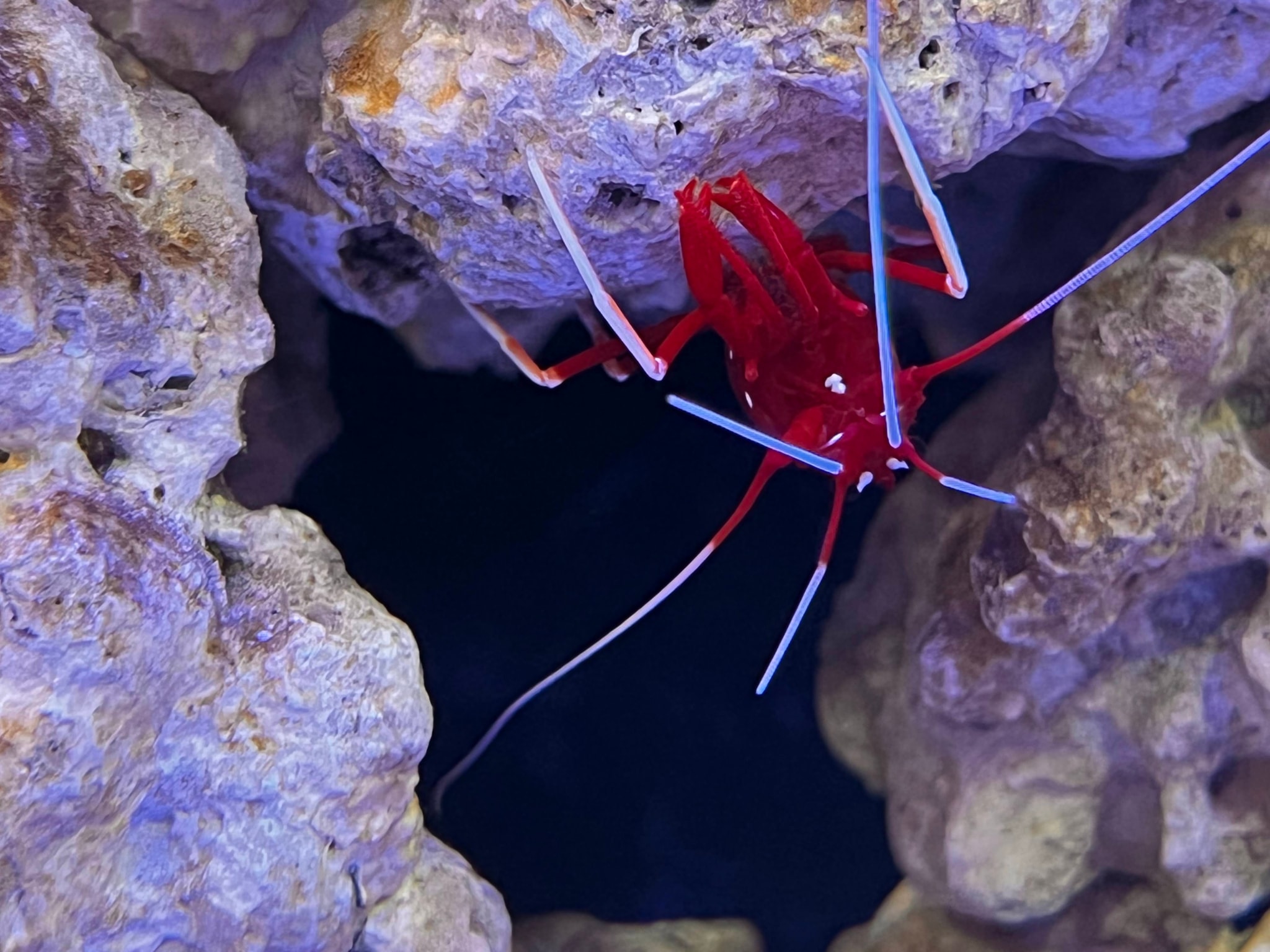 The image displays an underwater scene featuring a vibrant coral reef. There are various structures that make up the coral, including branches and possibly small polyps that form the base of the reef. Amidst this colorful ecosystem, there's a large red crab with white antennae peeking out from between two rocks. The crab has a prominent appearance due to its size and bright color. In the background, some coral pieces can be seen, suggesting a diverse coral species within this reef. The overall image provides a glimpse into an underwater environment where marine life thrives.