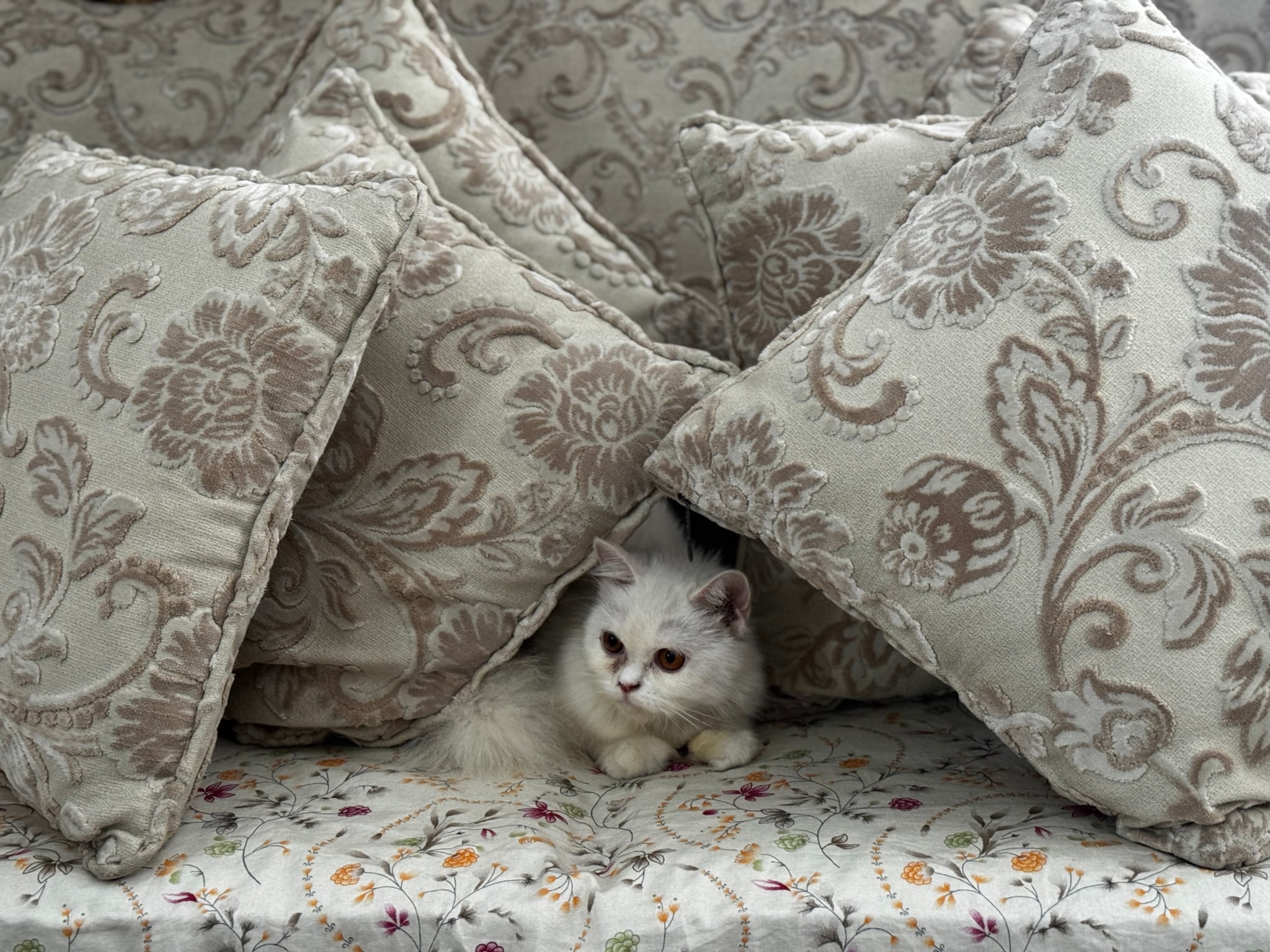 The image depicts a cozy indoor setting with large patterned pillows piled up, and a small kitten peeking out from between them. The kitten appears to be in a playful mood or hiding.