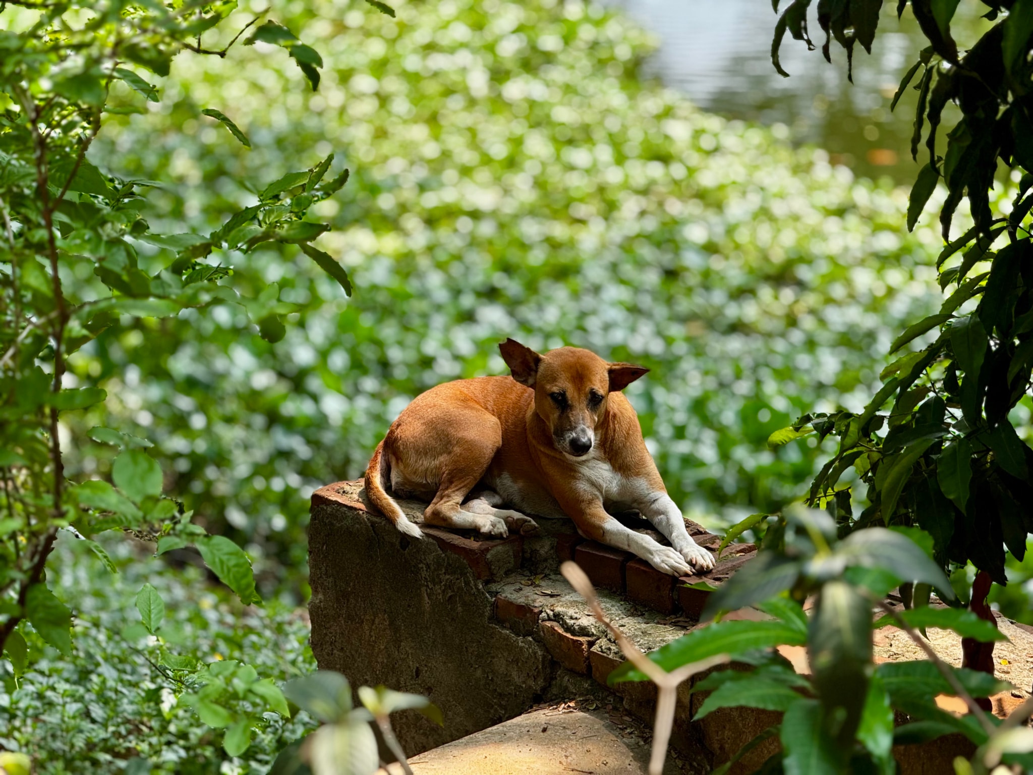 The image shows an animal, specifically a fox, in an outdoor setting surrounded by greenery. The fox is in motion, appearing to be walking away from the camera towards some foliage. The photograph seems to have been taken during the day under natural lighting conditions.